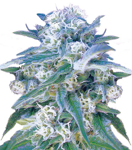 Critical Kush (Zativo) :: Cannabis Strain Info :: SeedFinder.eu