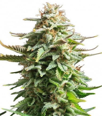 Pineapple Kush: strain page photo, credit seedfinder.eu, copyright status shown with credit copyright unverified