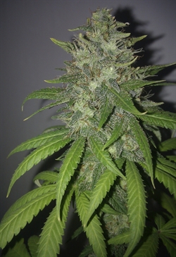 G13 Project archive 0