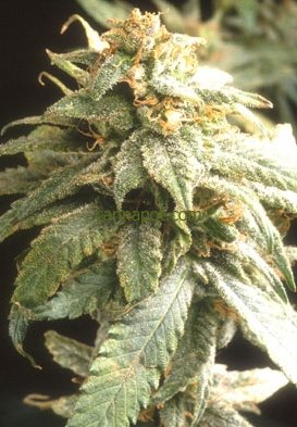 G13 Project Automatic