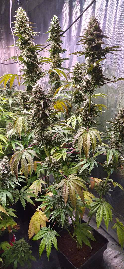 Tropinana'Z (Banzai Genetix) :: Cannabis Strain Info :: SeedFinder.eu