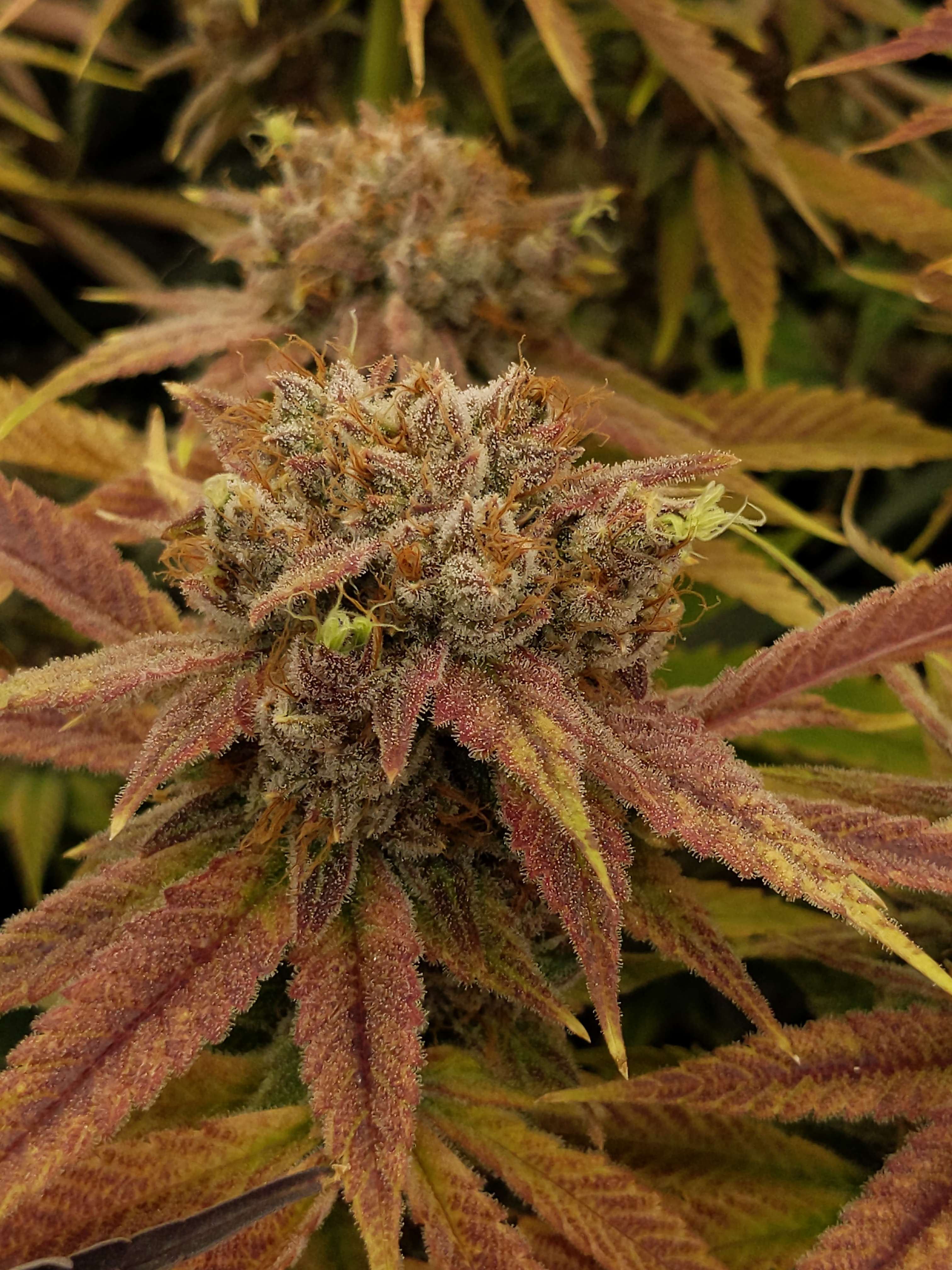 Unicorn Mud archive 0