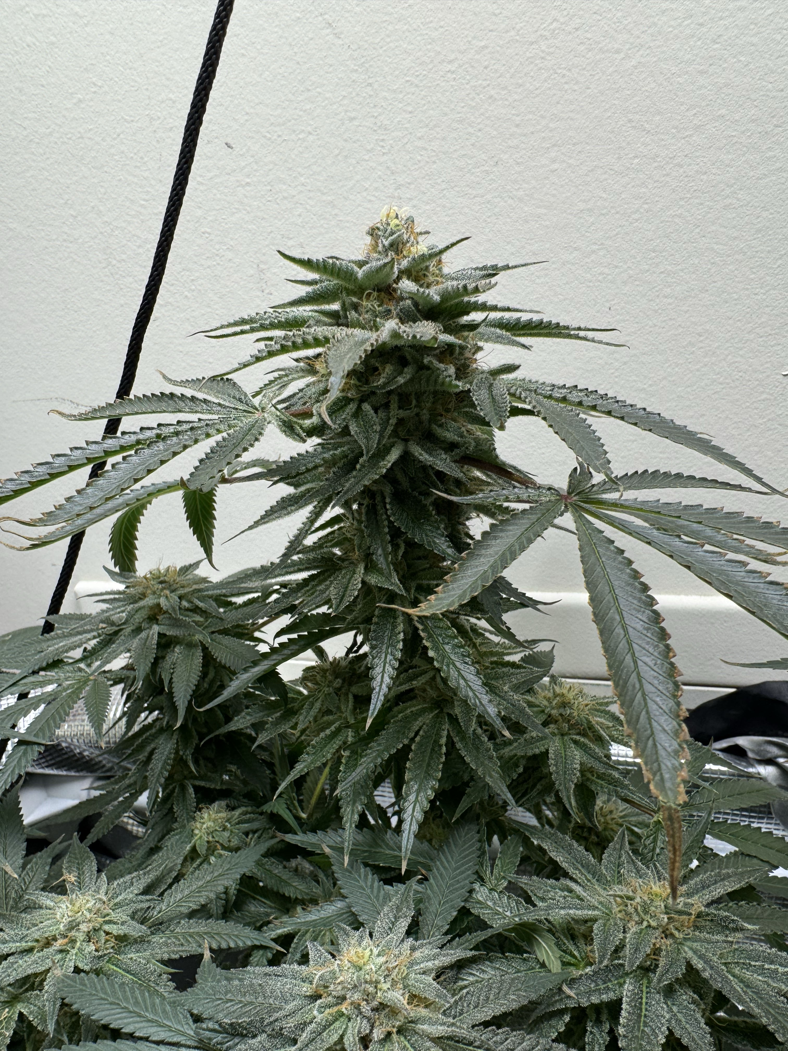 1889: A Starry Night archive 0