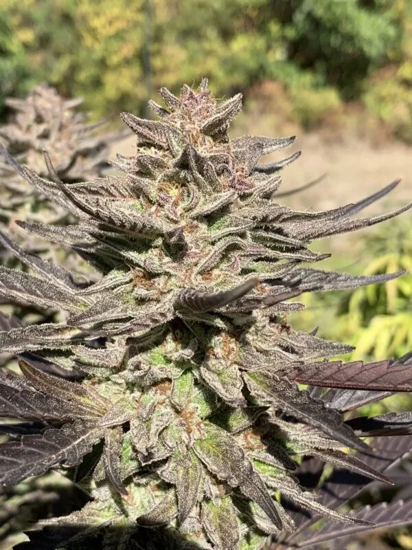 Jokerz Gellyz archive 0