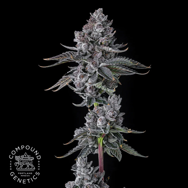 Old Money flowering cannabis, as labeled by the cited photo source