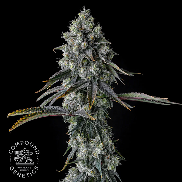 Chem 51 flowering cannabis, as labeled by the cited photo source