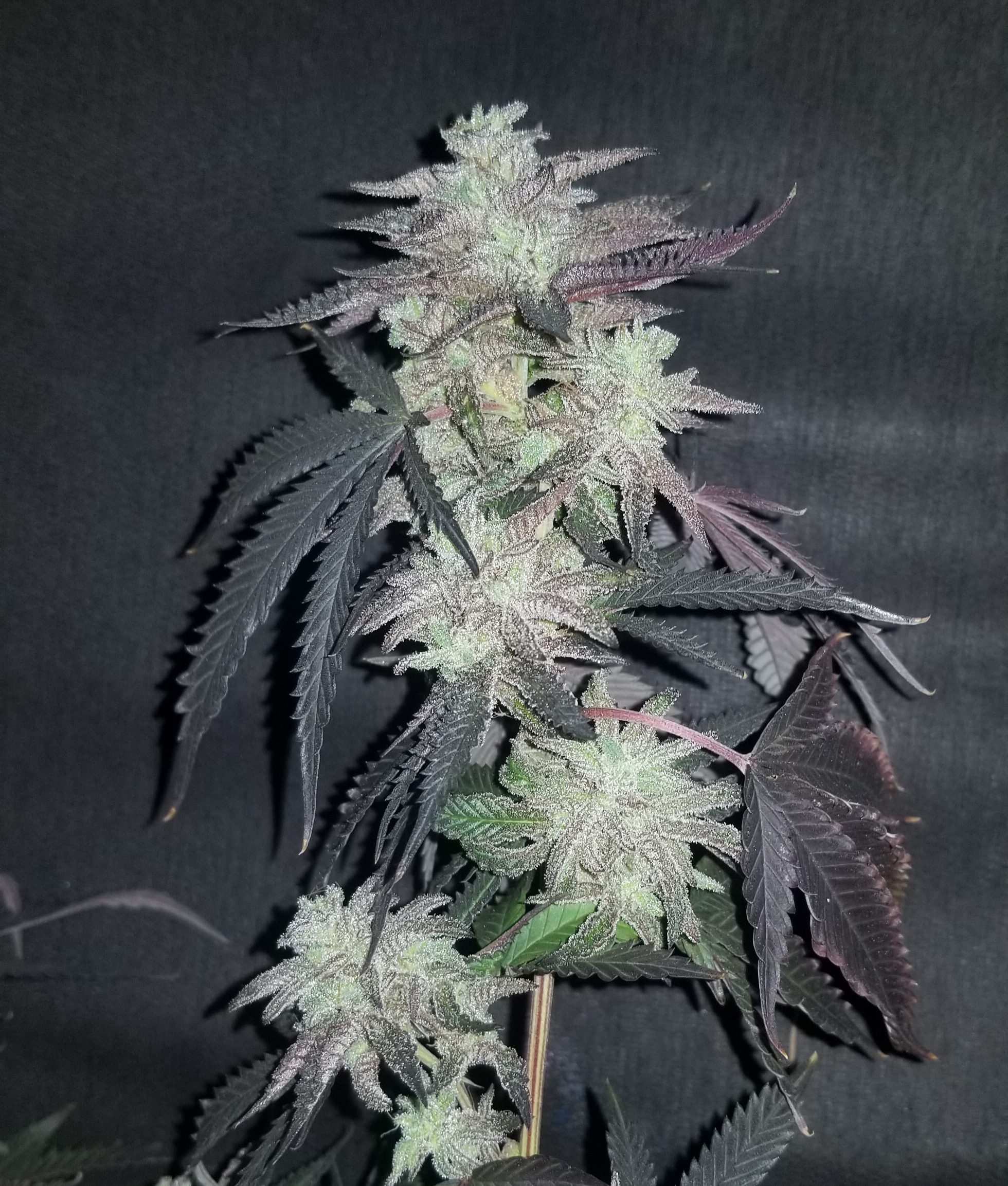 Afghan Legacy archive 0