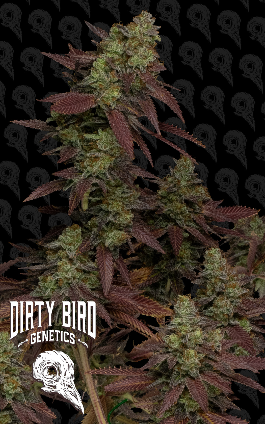 Bird Blood Stew flowering cannabis, as labeled by the cited photo source