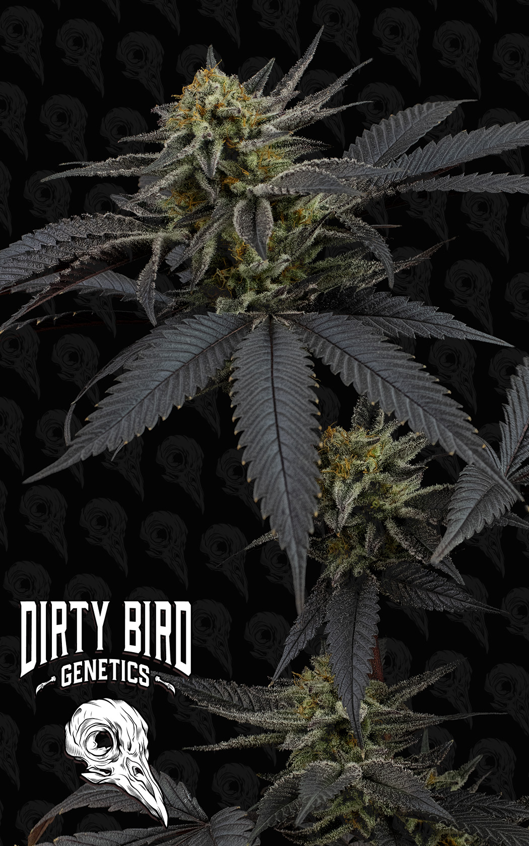 Pine Tree Kush flowering cannabis, as labeled by the cited photo source
