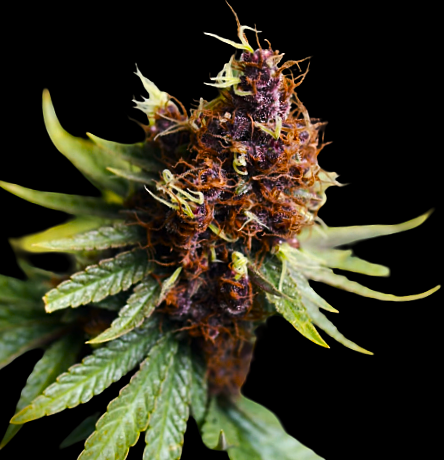 Purple Haze: strain page photo, credit seedfinder.eu, copyright status shown with credit copyright unverified