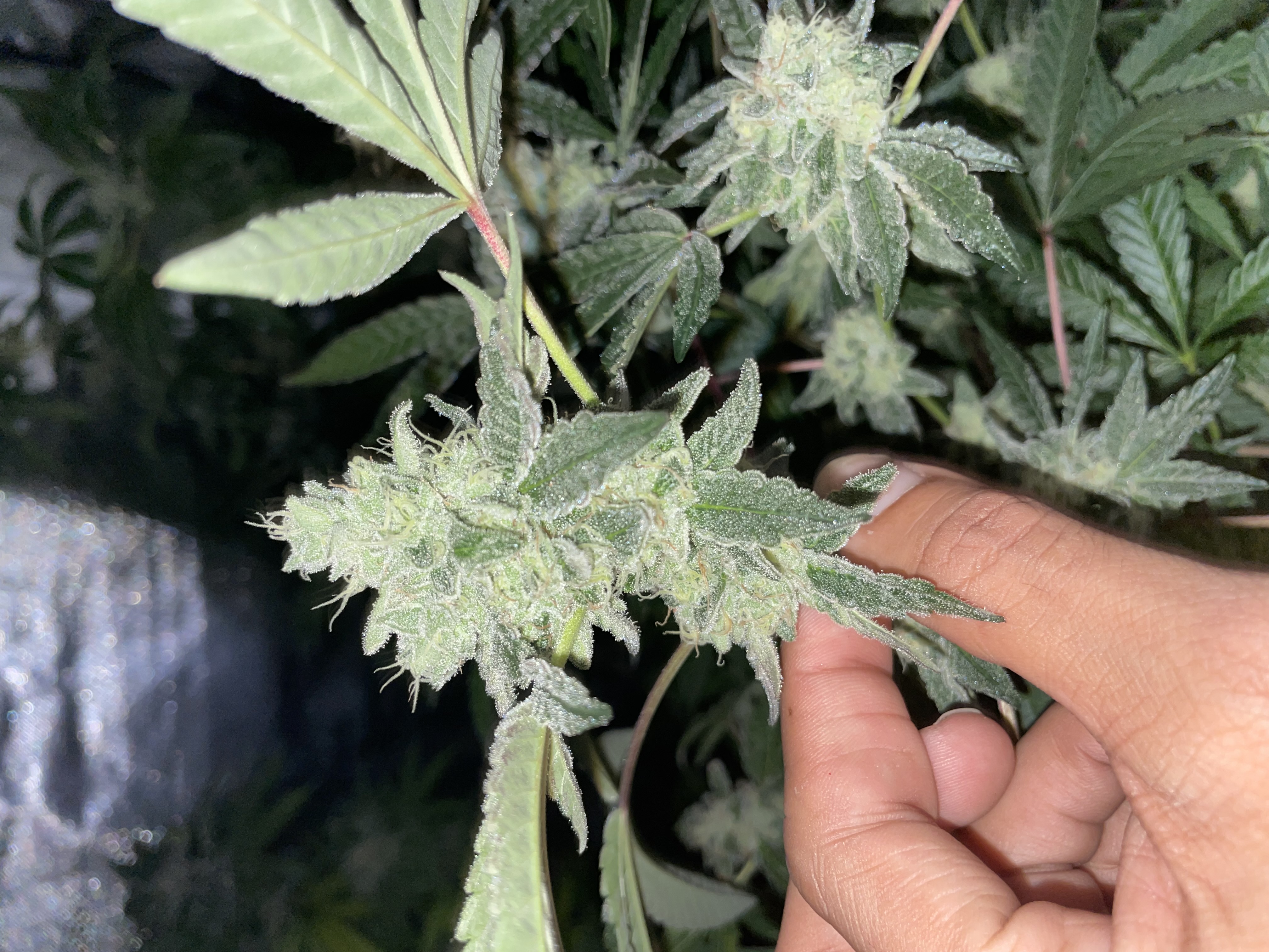 Red 40 flowering cannabis, as labeled by the cited photo source