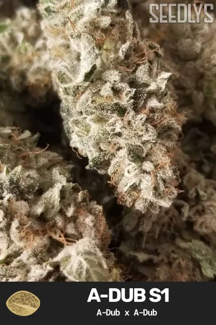 A-Dub S1