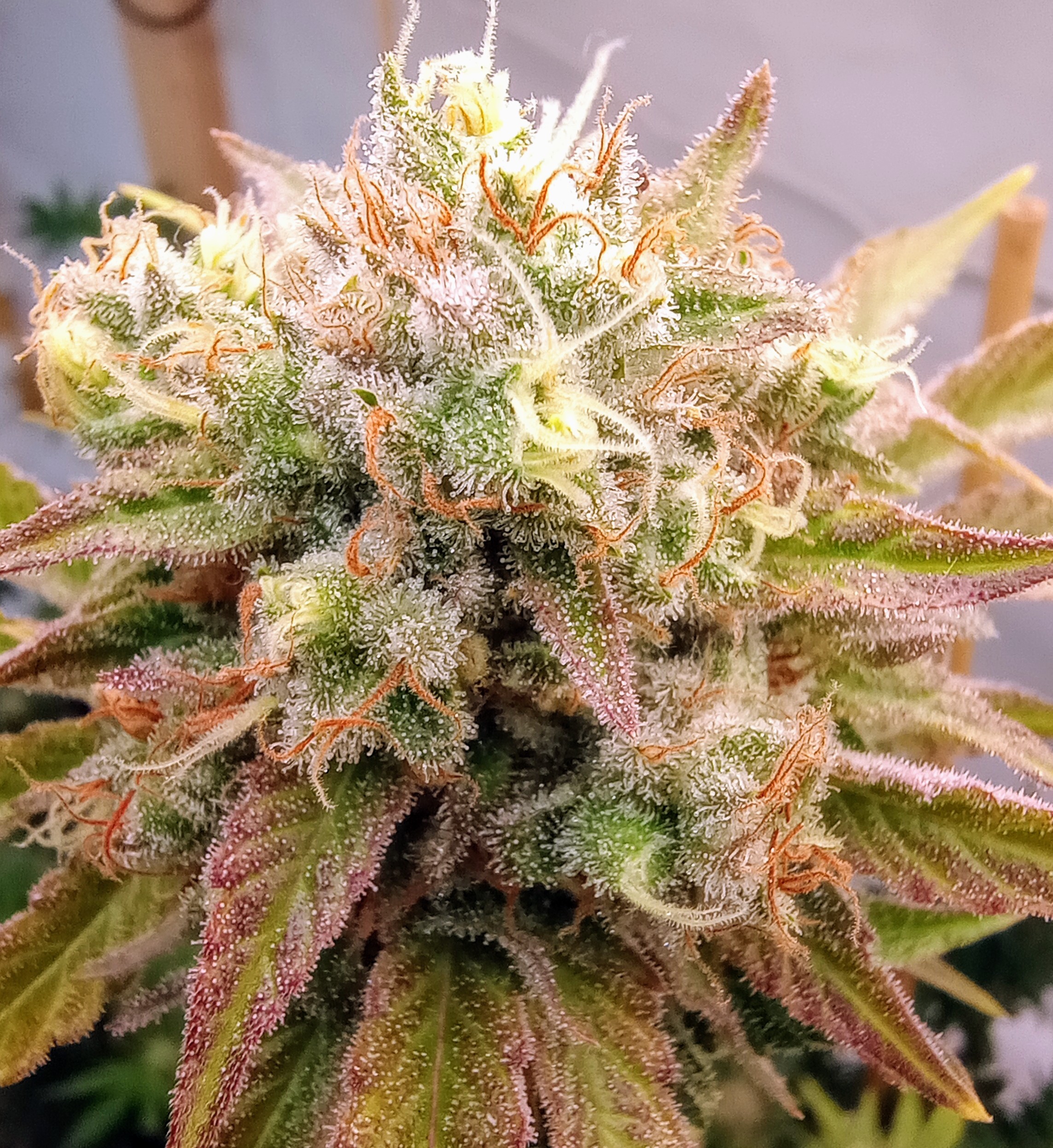 Quantum Entanglement