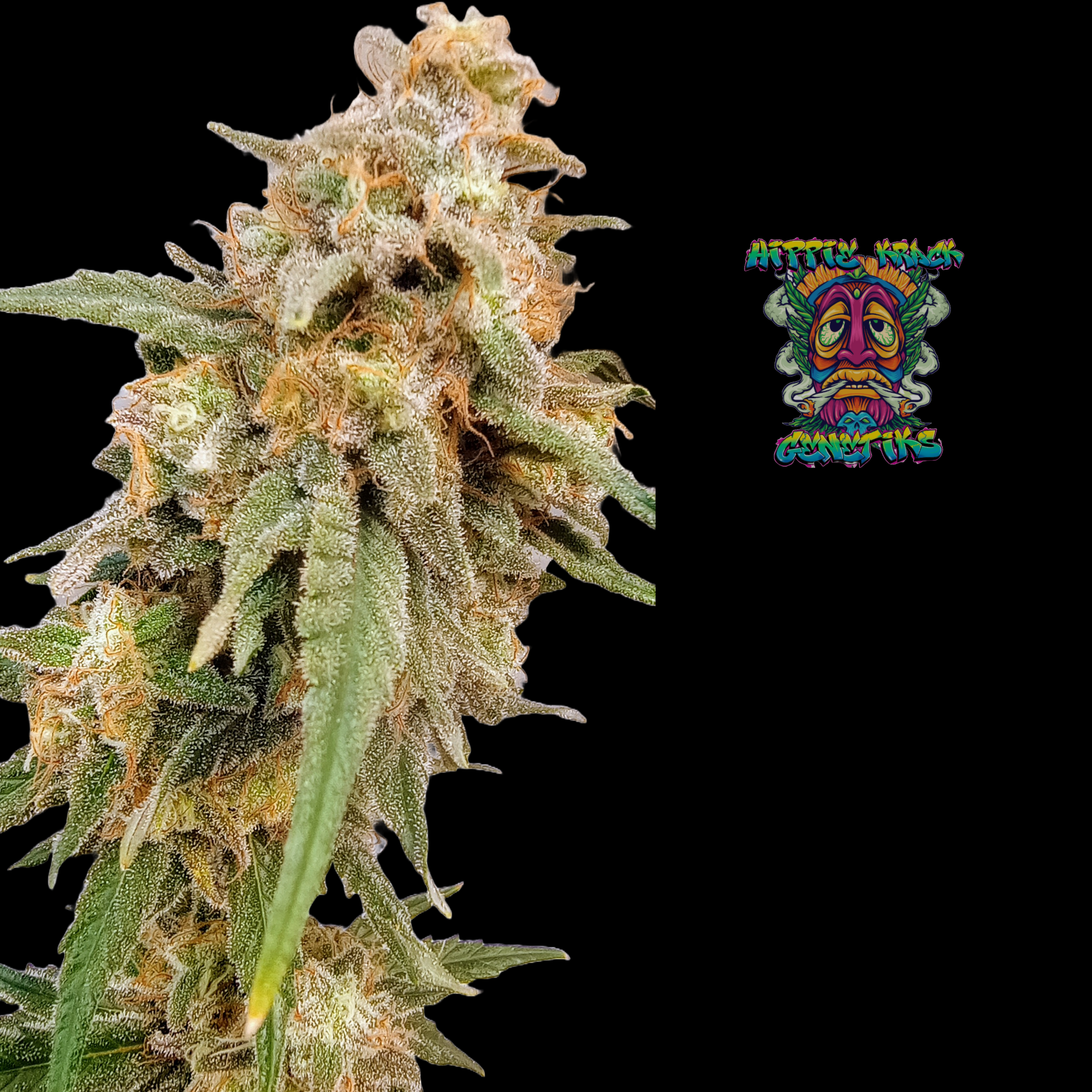 Red Raspberry Parfait