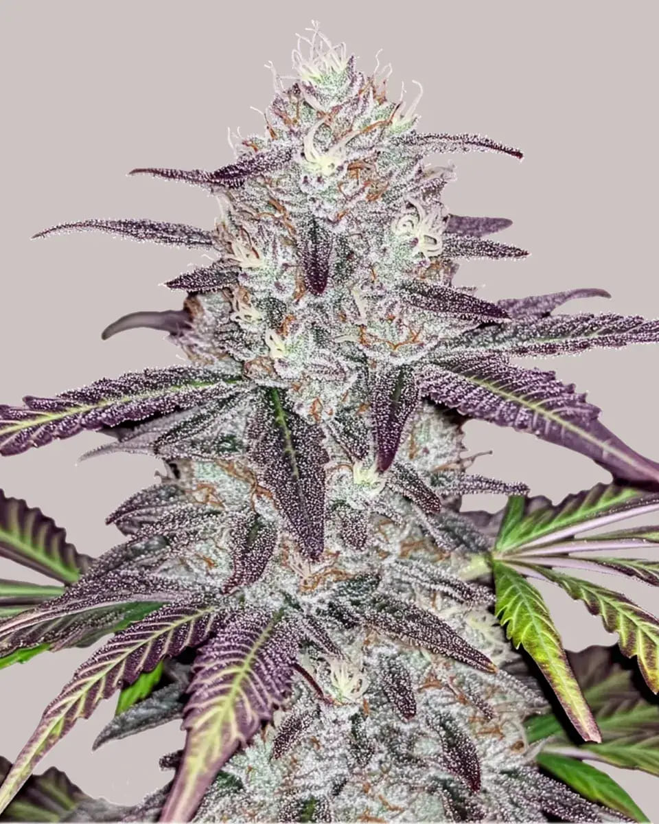 WHITE TRUFFLE: strain page photo, credit seedfinder.eu, copyright status shown with credit copyright unverified