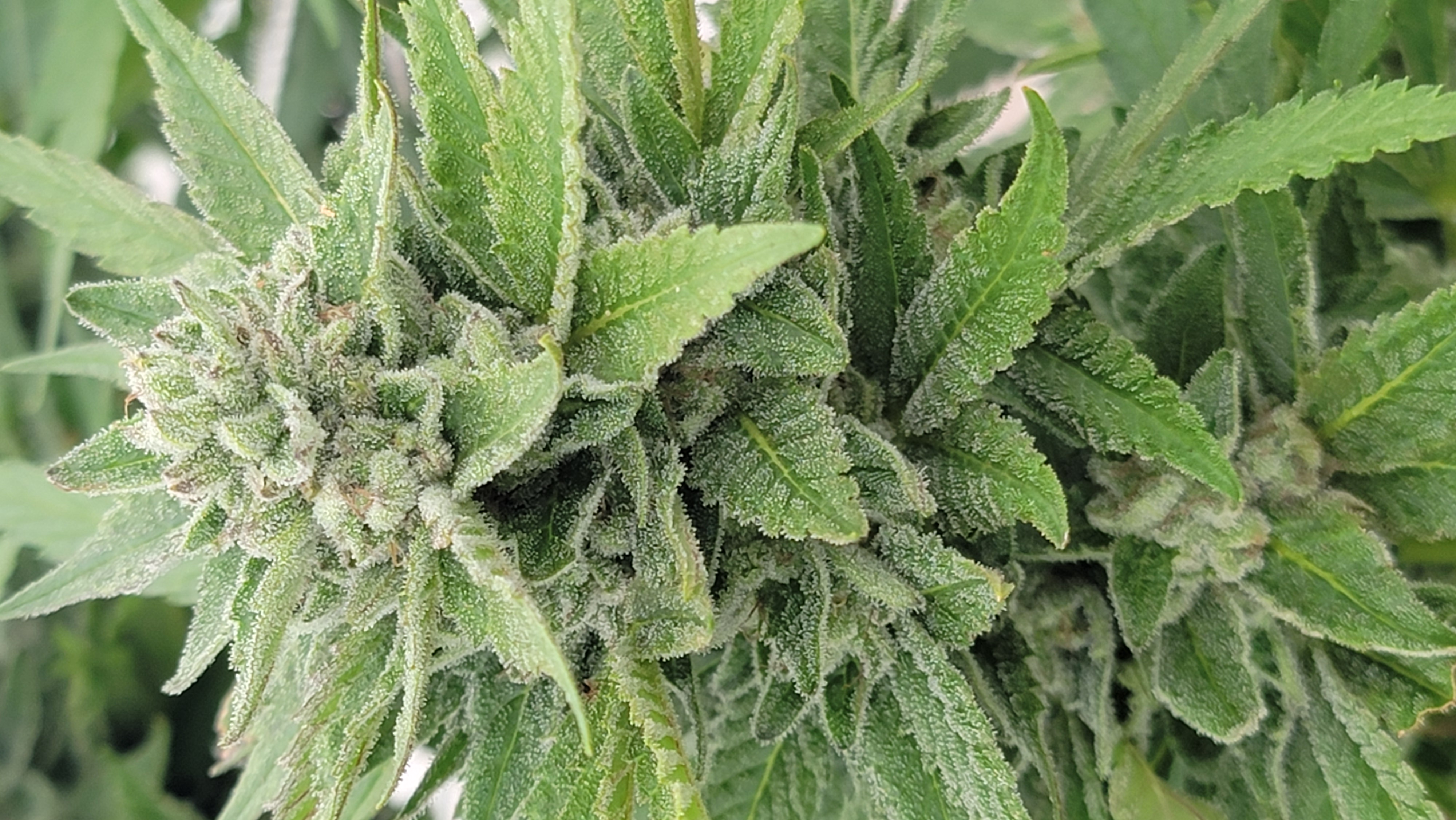 White Afghani 3A