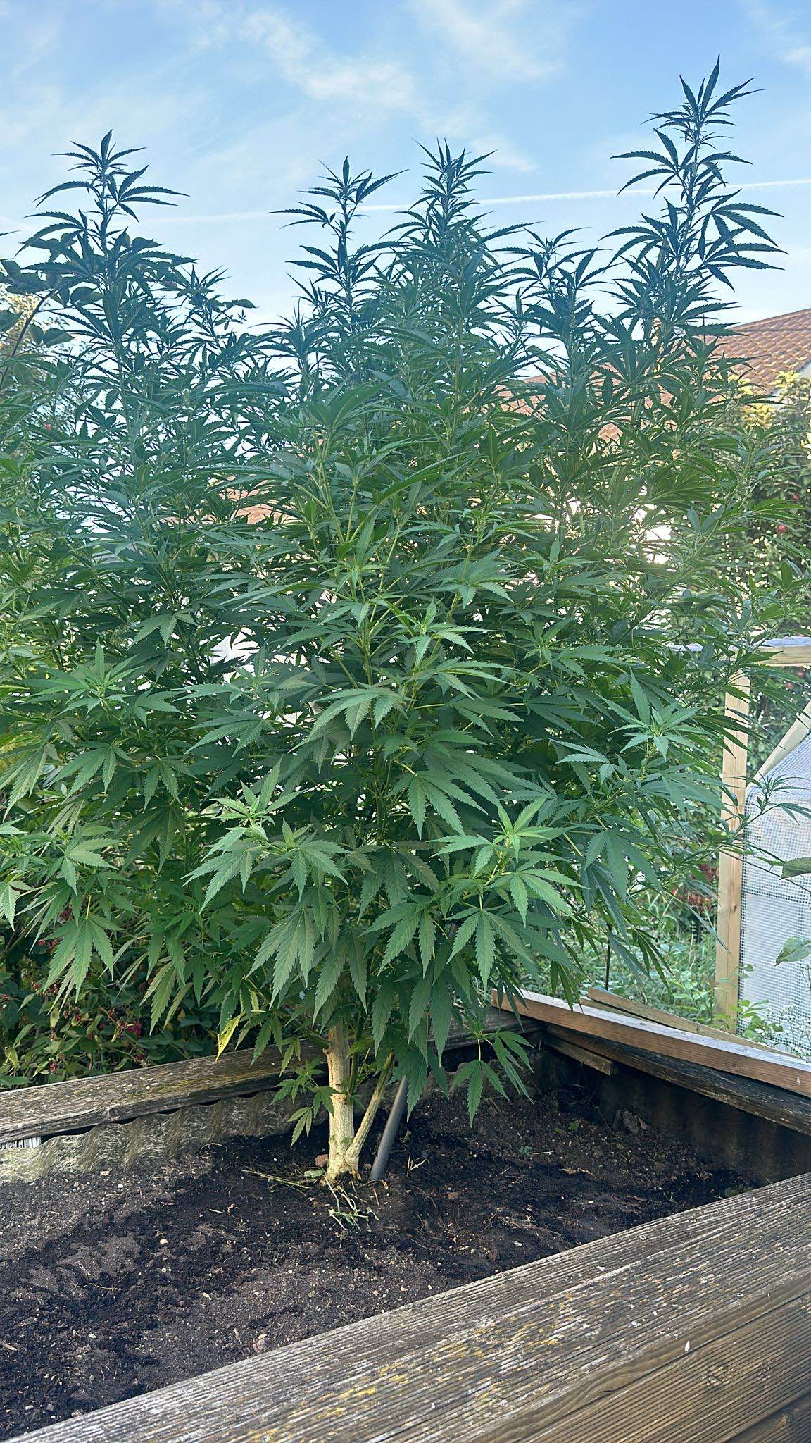 Lemon Skunk: strain page photo, credit seedfinder.eu, copyright status shown with credit copyright unverified