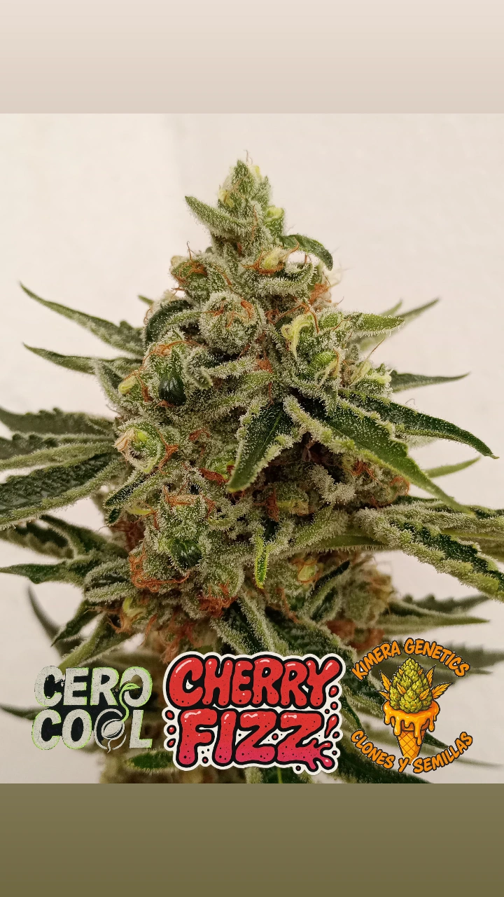 Cherry Fizz flowering cannabis, as labeled by the cited photo source