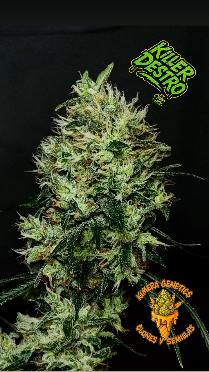 Killer Destro