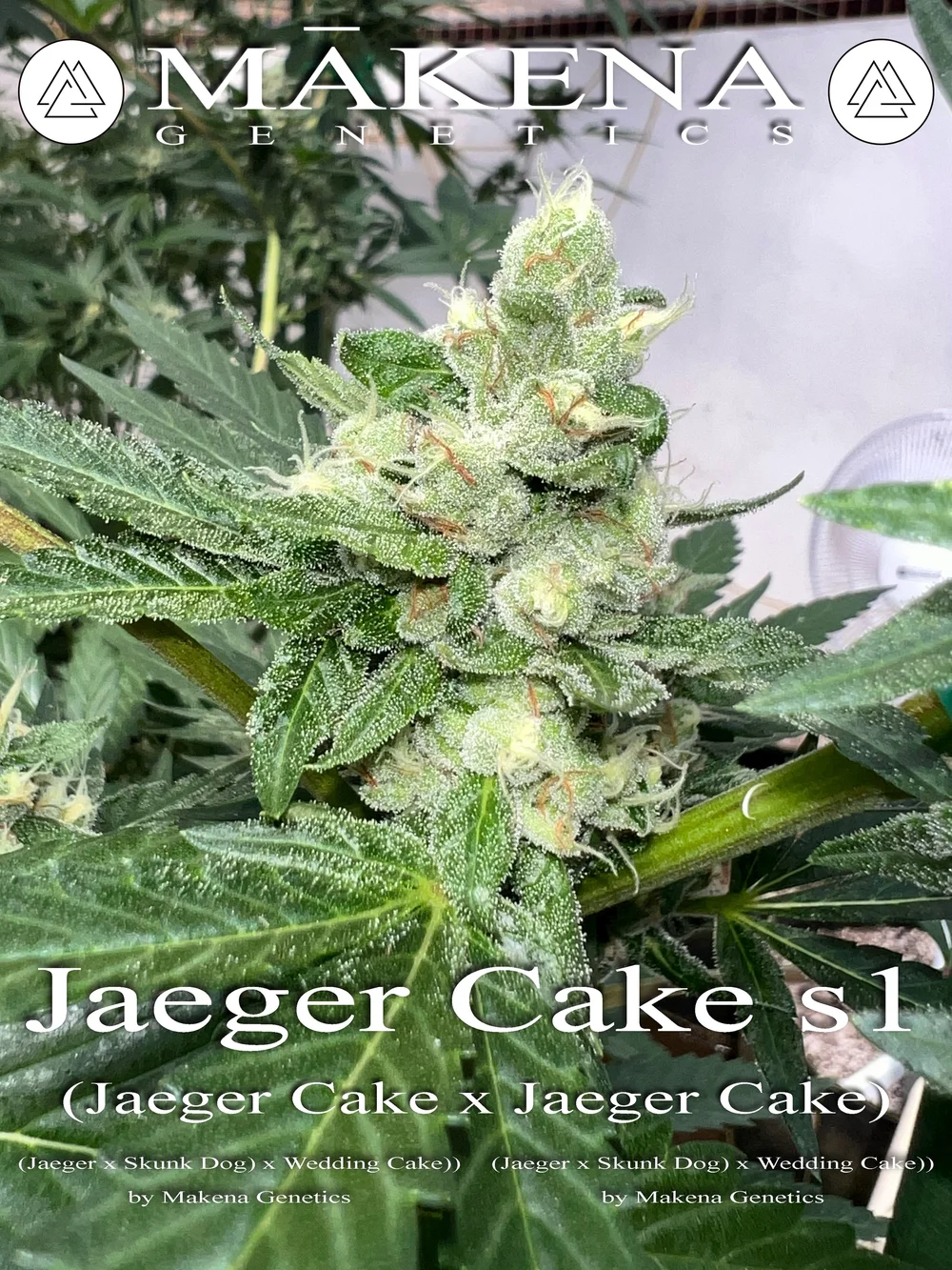 Jaeger Cake S1