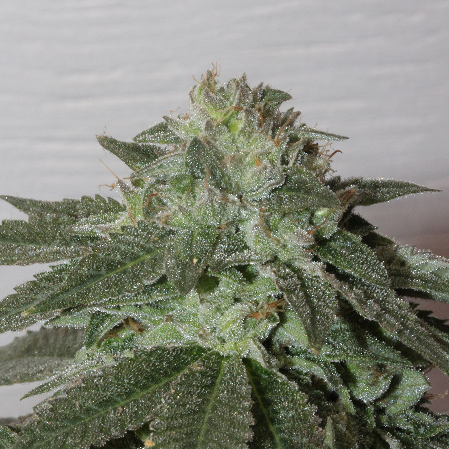 Kings Crown archive 0