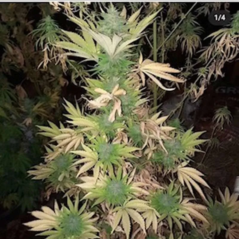 Hawaiian Purple Kush