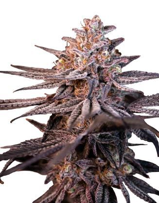 Tropicana Cookies: strain page photo, credit seedfinder.eu, copyright status shown with credit copyright unverified