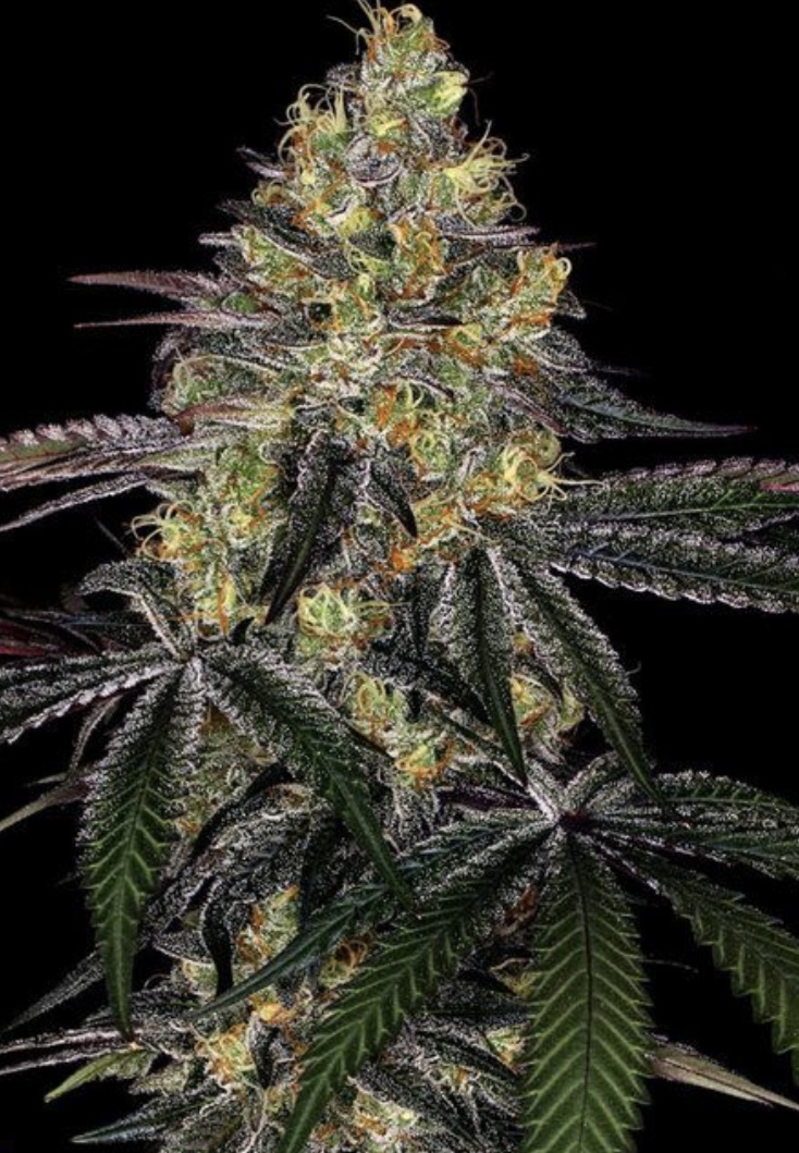 Watermelon Zkittlez (Plantation Premium Seeds ) :: Cannabis Strain