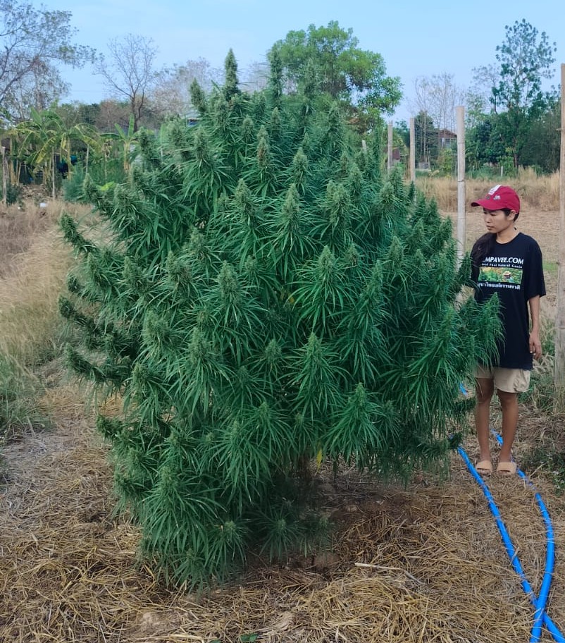 Hangkrarok Champion archive 0