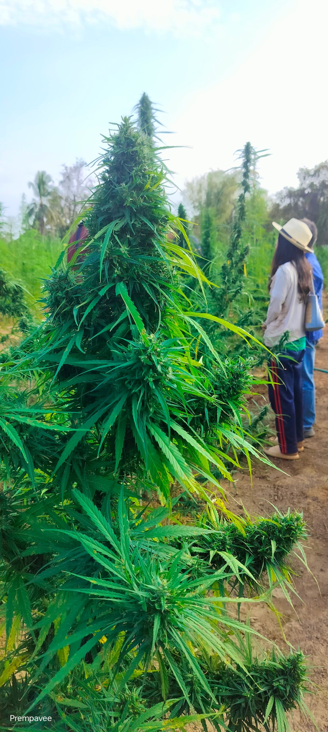 Hangkrarok Fat Tail archive 0