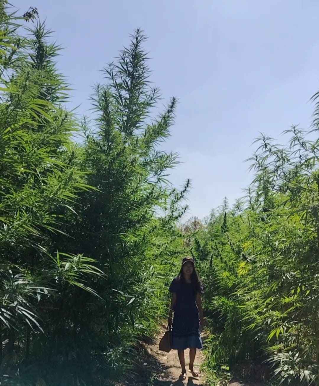 Hangkrarok Giant archive 0