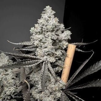 Barf Breath flowering cannabis, as labeled by the cited photo source