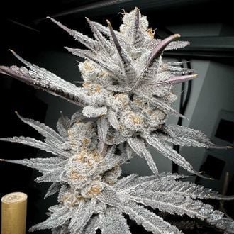 Trich Beast flowering cannabis, as labeled by the cited photo source