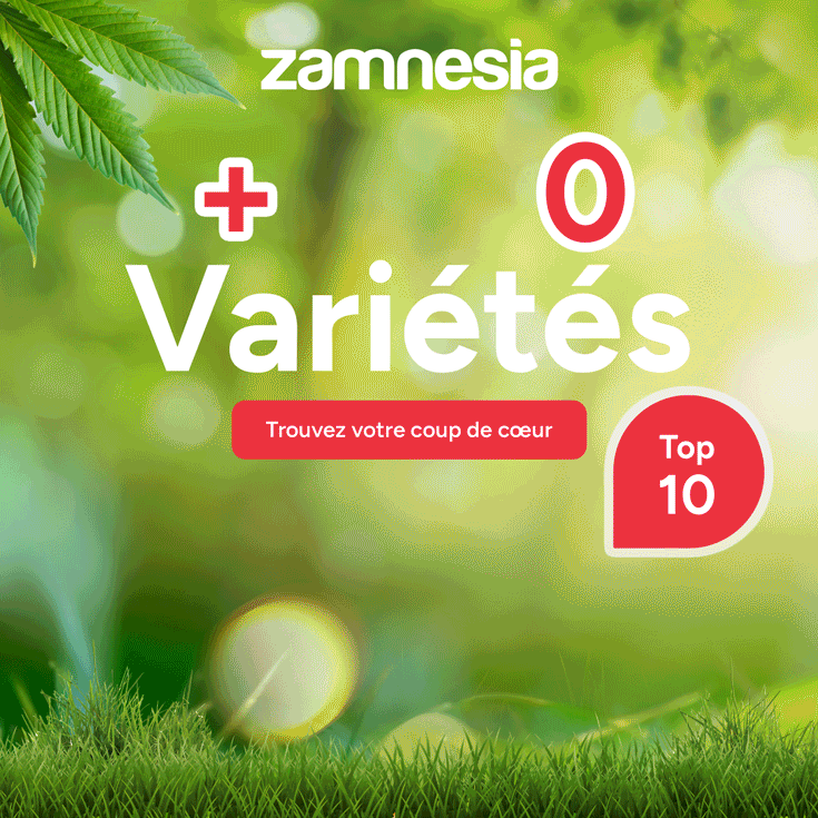 zamnesia_fr