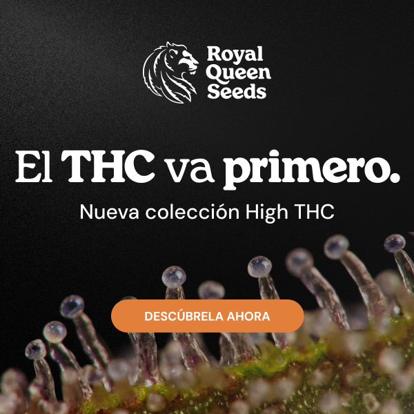 Forbidden Boogie (de Moscaseeds) :: Info de Variedad :: SeedFinder.eu