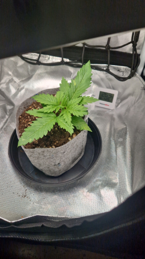 An image of Blueberry Fast