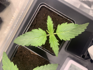 An image of Blueberry Fast