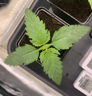 An image of Blueberry Fast