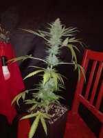 Bubble Gum: strain page photo, credit seedfinder.eu, copyright status shown with credit copyright unverified