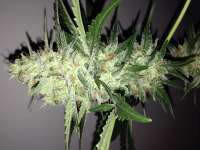An image of Bubble Gum