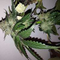 An image of Caramel Kush