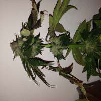 An image of Caramel Kush