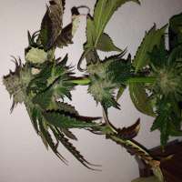 An image of Caramel Kush
