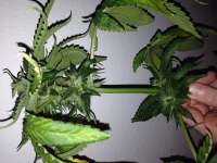 An image of Caramel Kush