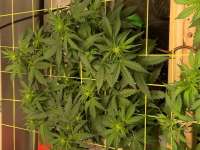 An image of Purple Haze Auto