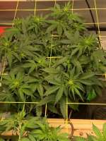 An image of Purple Haze Auto