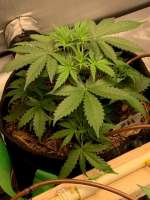 An image of Purple Haze Auto