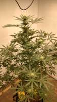 An image of Candylicious