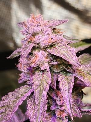 An image of Candylicious Crossroads