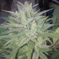 Monster Cookies: strain page photo, credit seedfinder.eu, copyright status shown with credit copyright unverified